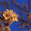 夜桜