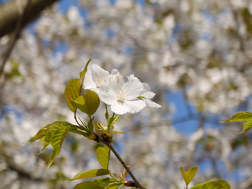 山桜