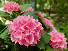 紫陽花「茜雲」 紫陽花「茜雲」