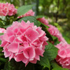 紫陽花「茜雲」