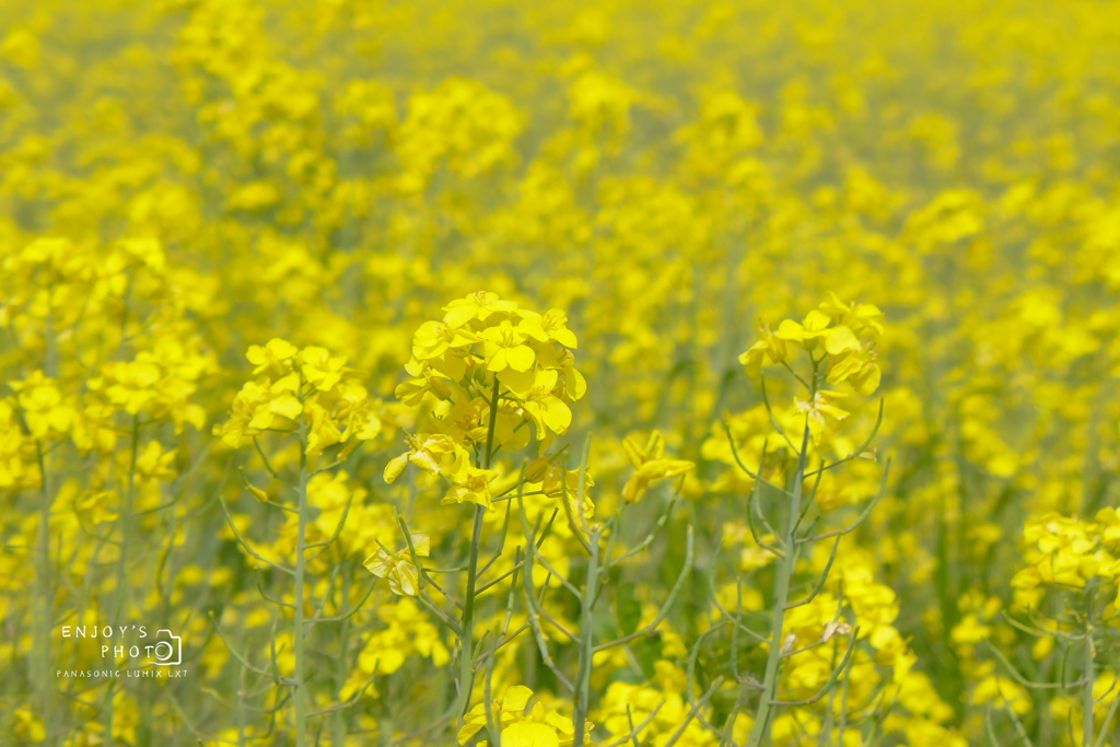 菜の花