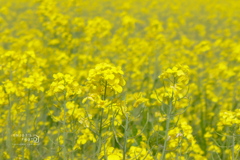 菜の花