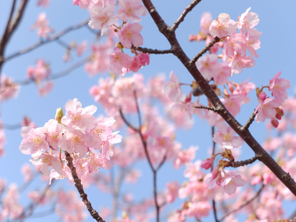 河津桜