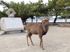 朱の社の守り手