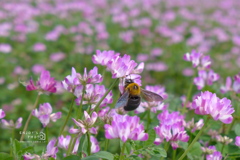 蓮華とクマバチ