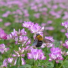 蓮華とクマバチ