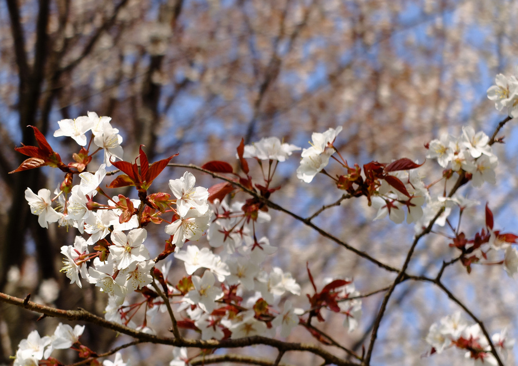 山桜