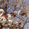 山桜