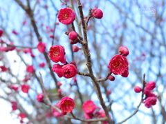 湊山公園　紅梅