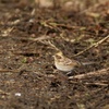 2/3 ミヤマホオジロ♀