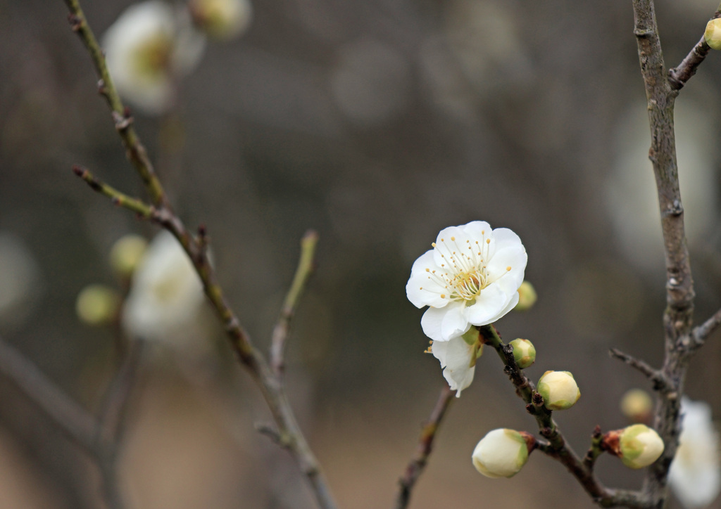 尾高城跡梅園①