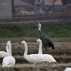 2/18 ナベヅル＆コハクチョウ