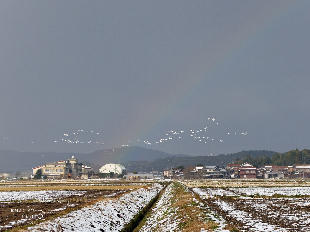 虹とコハクチョウ