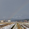 虹とコハクチョウ