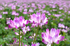 蓮華草
