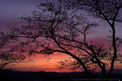 桜と夕景