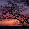 桜と夕景