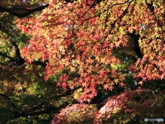 鰐淵寺の紅葉②