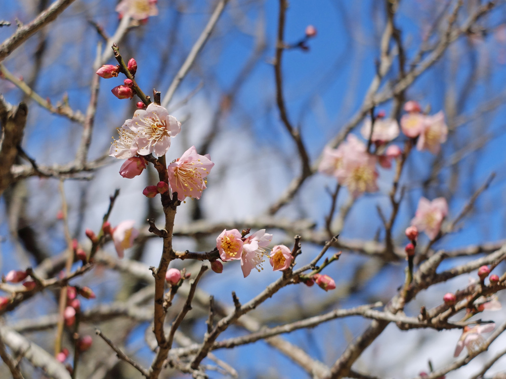 松江城山公園　梅林