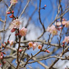 松江城山公園　梅林