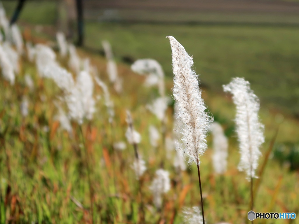 12/28 モフモフしたもの