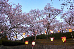 夕映えの桜