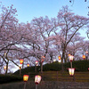夕映えの桜