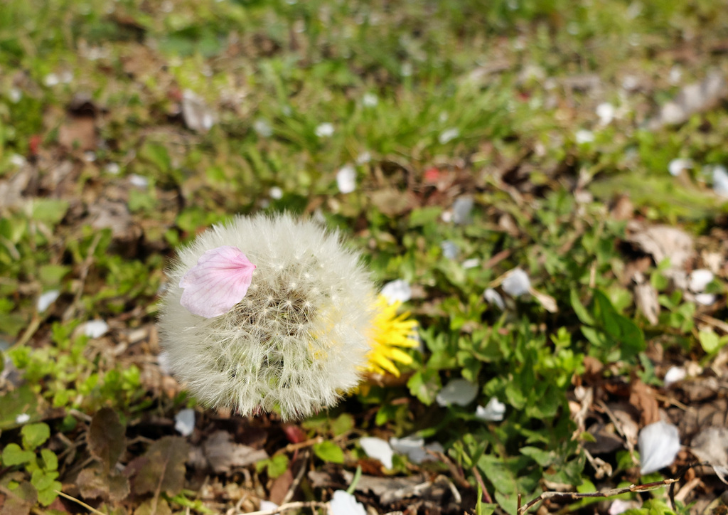 花びらぼうし