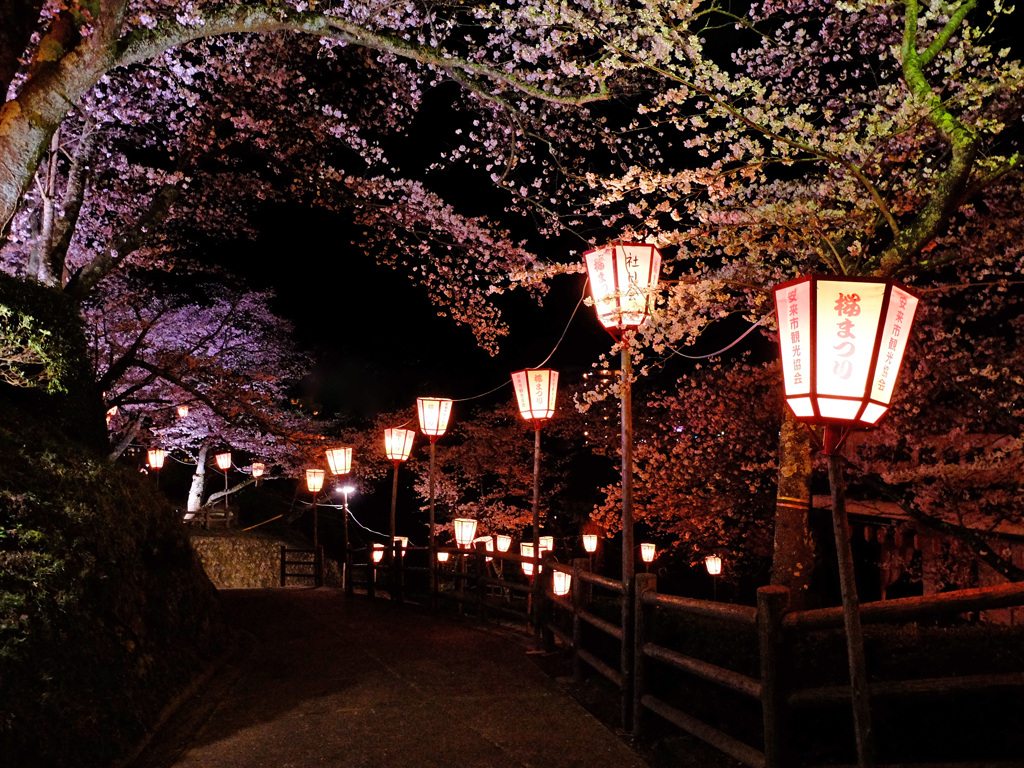 社日公園　桜祭り　3/27