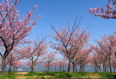 河津桜③
