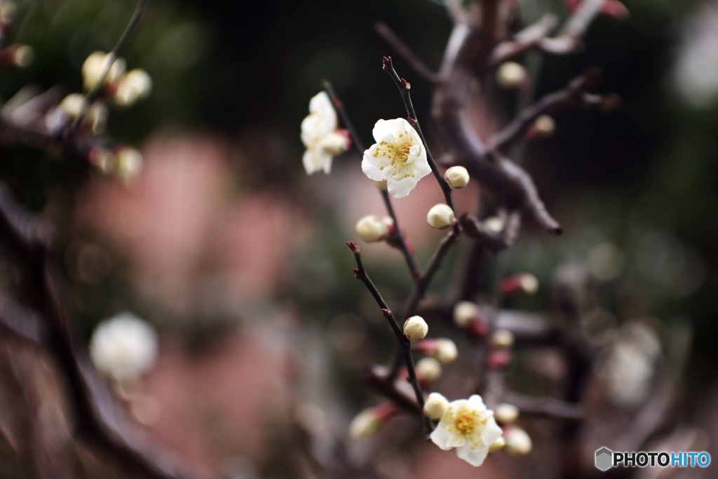 2/8 梅の花