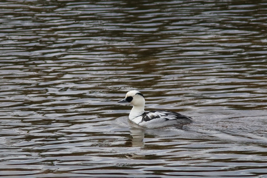 12/28 ミコアイサ