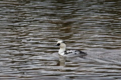 12/28 ミコアイサ