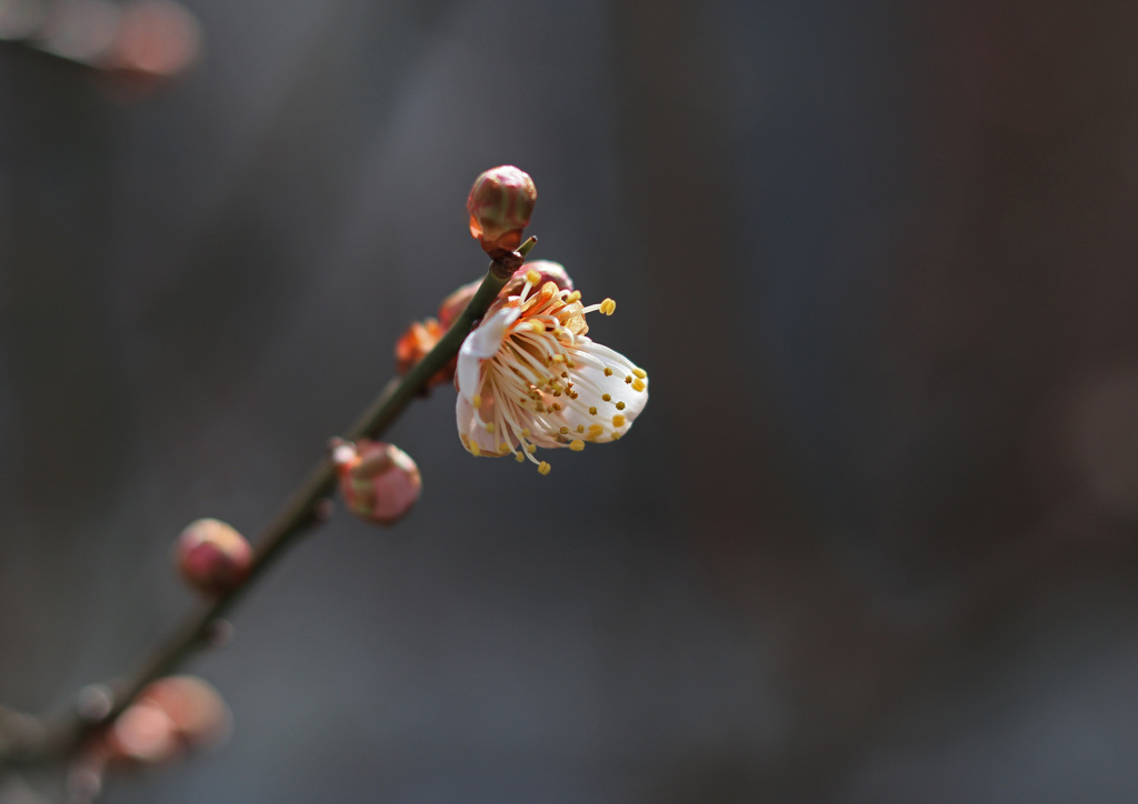 梅の花