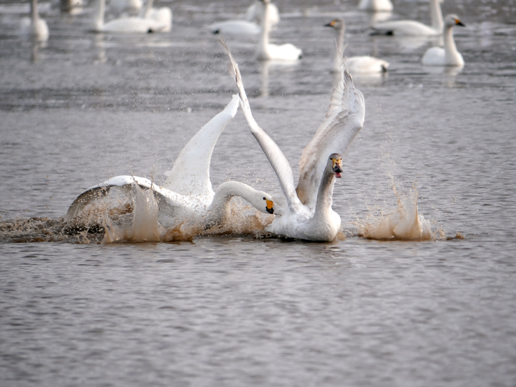 白鳥のドタバタ