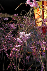枝垂桜