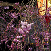 枝垂桜