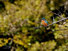 陽だまりの宝石