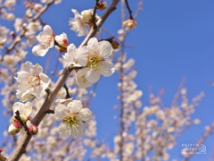 春の気配に誘われて