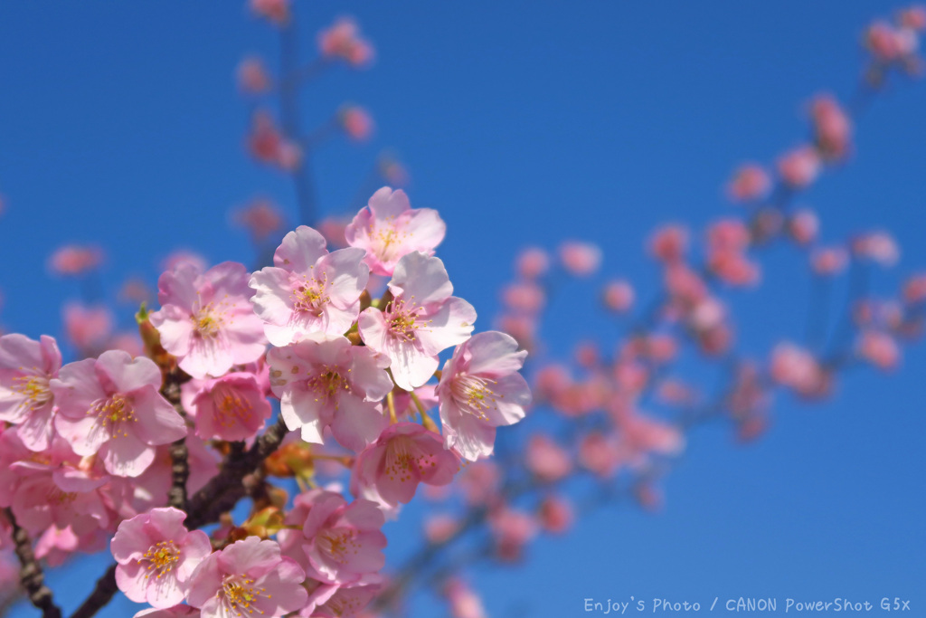 河津桜①