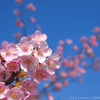 河津桜①