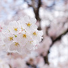 花見