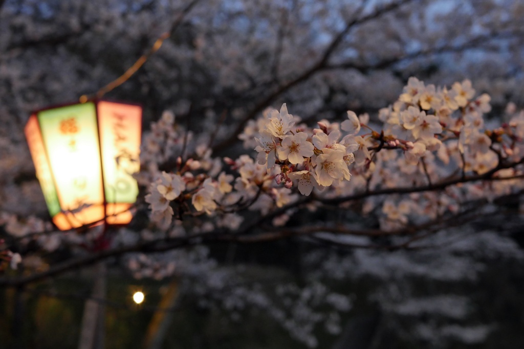 3/31 夜桜