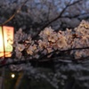 3/31 夜桜