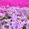 芝桜