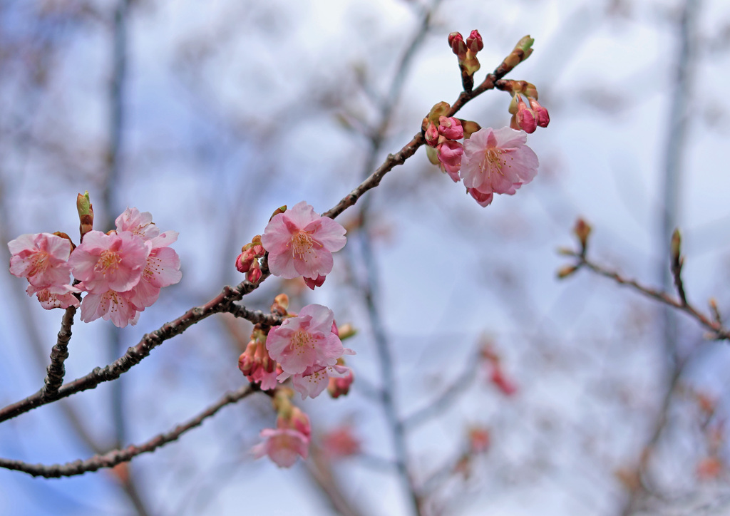 八束千本桜公園①　河津桜