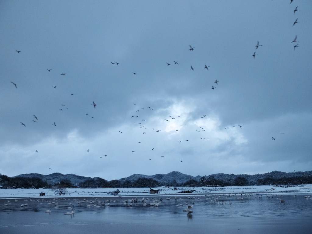 コハクチョウのねぐら入り