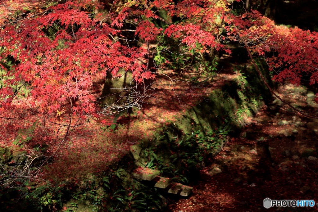 鰐淵寺の紅葉