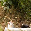 見つめないで　連れて帰っちゃうよ♪