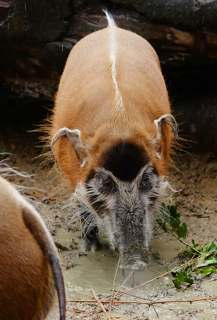 アカカワイノシシ